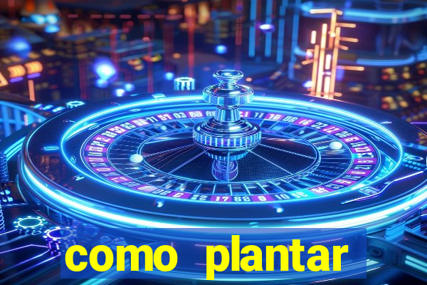 como plantar gergelim no vaso